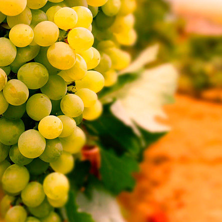vinograd-opt.ru
